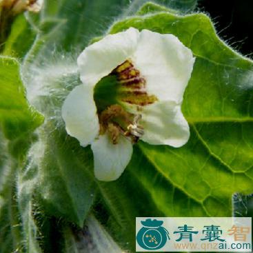 中药材东莨菪图片