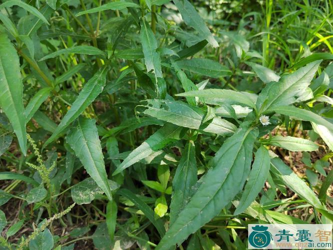 中药材东风菜根图片