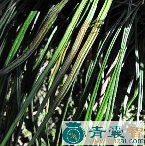 中药材丝带蕨图片