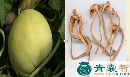中药材丝瓜蒂图片