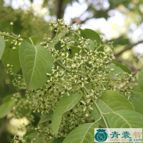 中药材丝绵木卫矛图片
