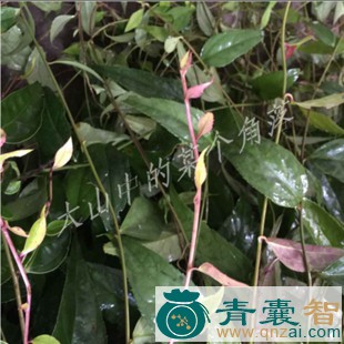 中药材两头镇图片
