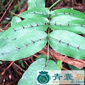 中药材两边针图片
