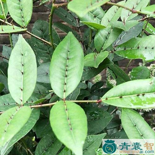 两面毛的性状性味归经以及功效用法-青囊智