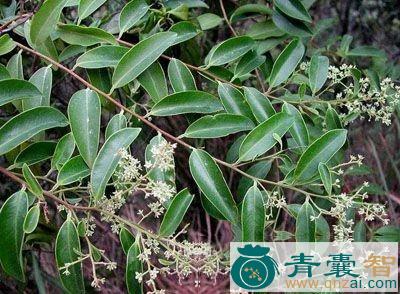 中药材丧间图片