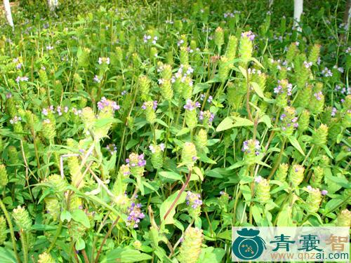中药材中亚荩草图片