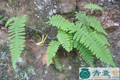 中药材中华水龙骨图片