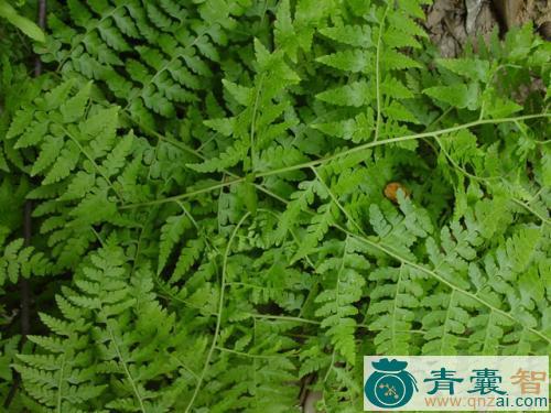 中华里白的性状性味归经以及功效用法-青囊智
