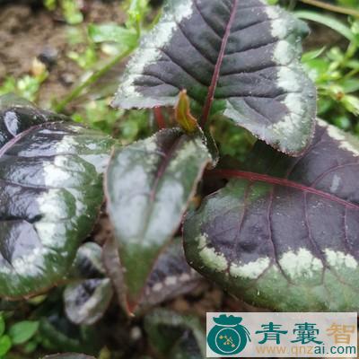 中药材中蝶草图片