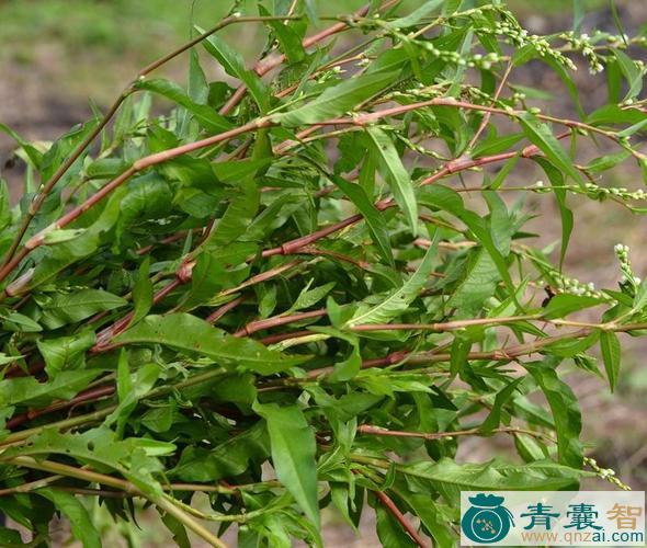 中药材串鱼草图片