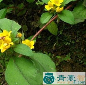 临时救的性状性味归经以及功效用法和注意事项-青囊智