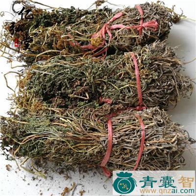 中药材丹桂移星草图片