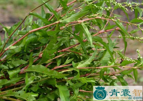 中药材丹沙草图片