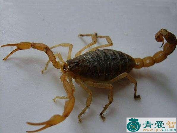 中药材主簿虫图片