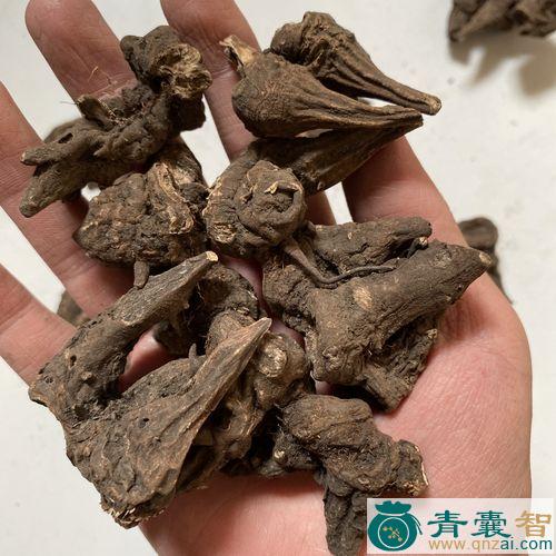 中药材乌仔草图片