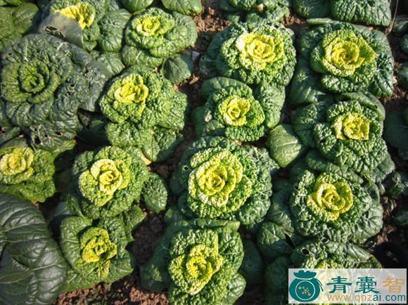 乌塌菜的性味归经以及功效用法-青囊智