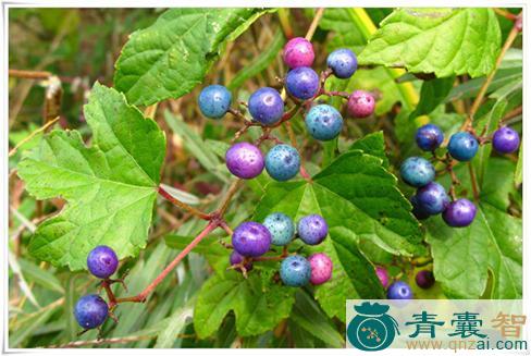 中药材乌头叶蛇葡萄图片