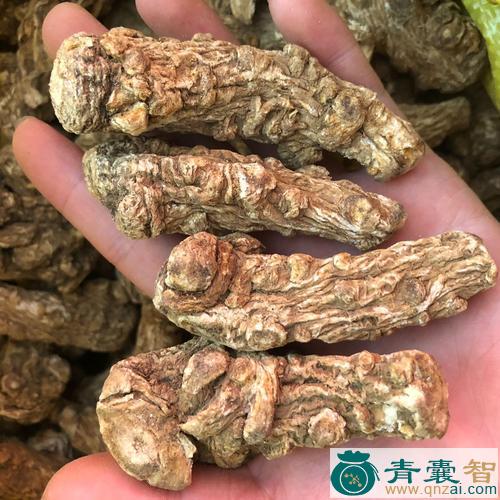 中药材乌当归图片