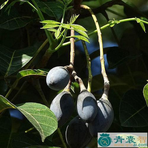 中药材乌榄图片