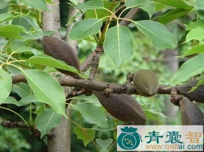 中药材乌榄仁图片