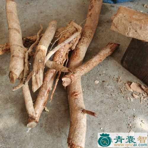 中药材乌榄根图片