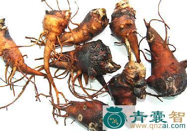 中药材乌槎子图片
