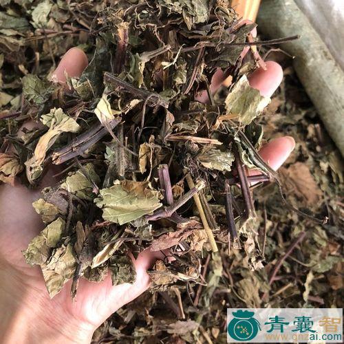 中药材乌沙草图片