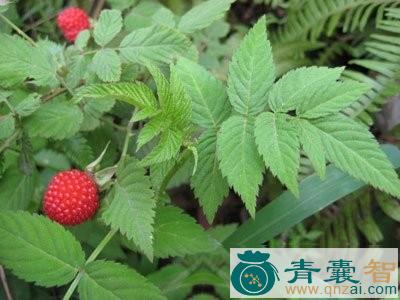 乌泡连的性状性味归经以及功效用法-青囊智