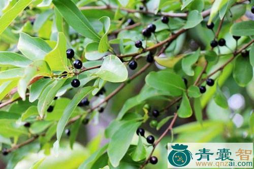 中药材乌珠茅图片
