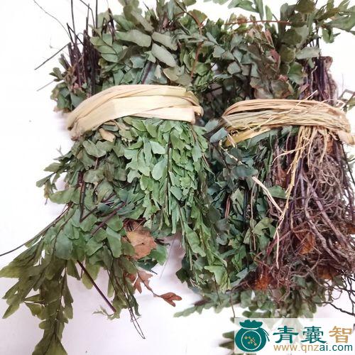 中药材乌脚笔图片