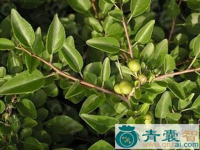 中药材乌苏里鼠李树皮图片