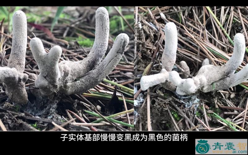 中药材乌虫参图片