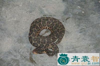 中药材乌蛇卵图片