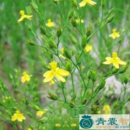 中药材乌蝇羽图片