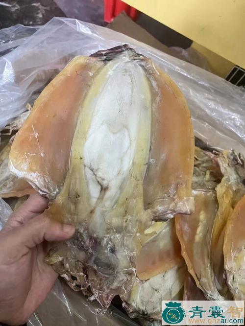 中药材乌贼鱼肉图片