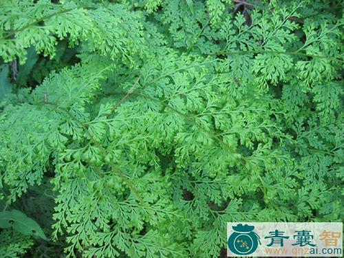 中药材乌韭图片