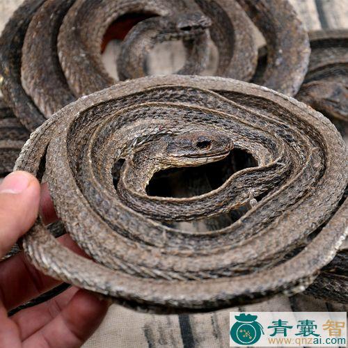 中药材乌风蛇图片