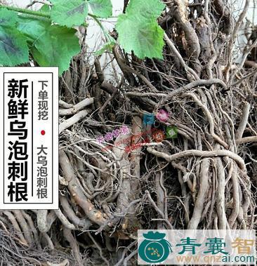 乌饭树根的性味归经以及功效用法-青囊智