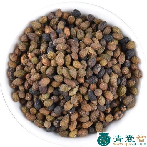 中药材乌鳢胆图片