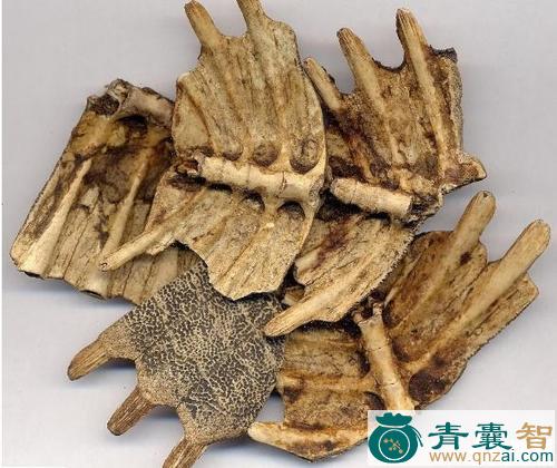 中药材乌龟条图片