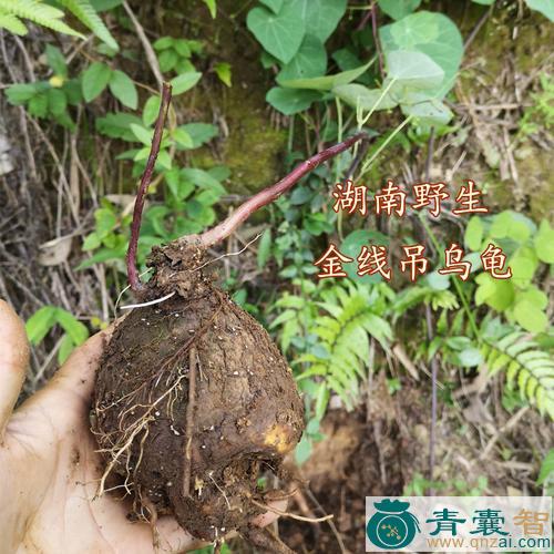 中药材乌龟梢图片