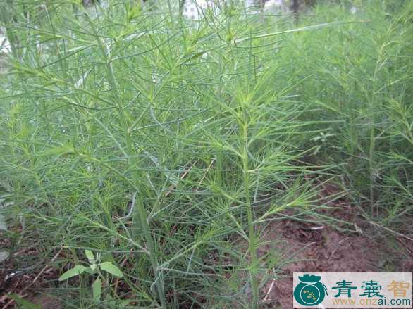 乍蓬棵子的性状性味归经以及功效用法-青囊智