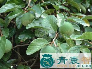 乒乓抛藤的性状性味归经以及功效用法-青囊智