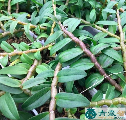 中药材九仙草图片