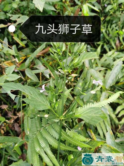 中药材九头狮子草图片