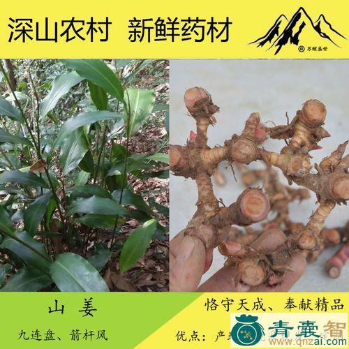 九姜连的性味归经以及功效用法-青囊智