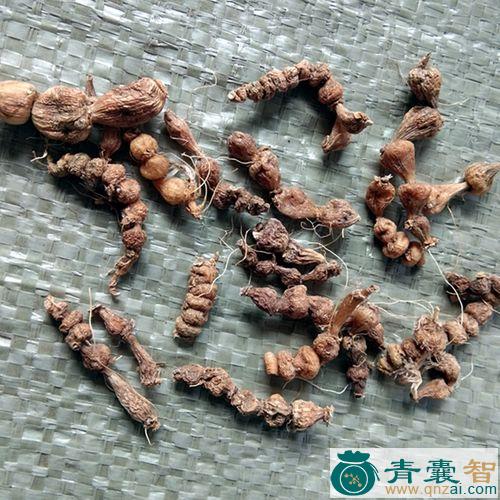 中药材九子图片