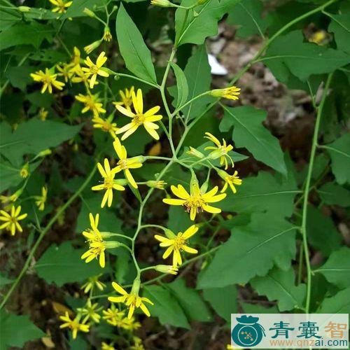 中药材九岭光图片