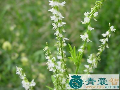 中药材九月白花草图片