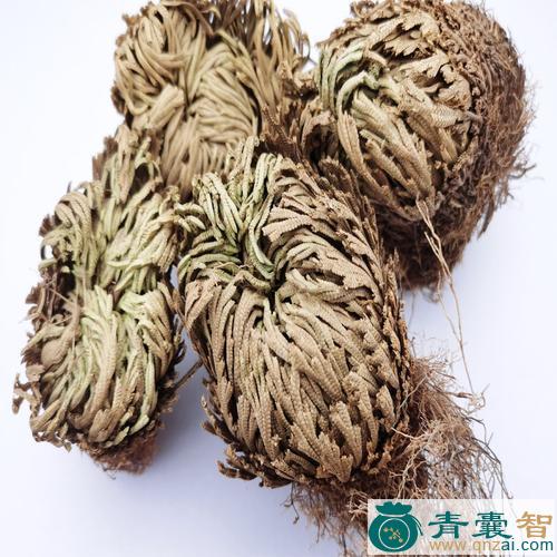 中药材九死还魂草图片